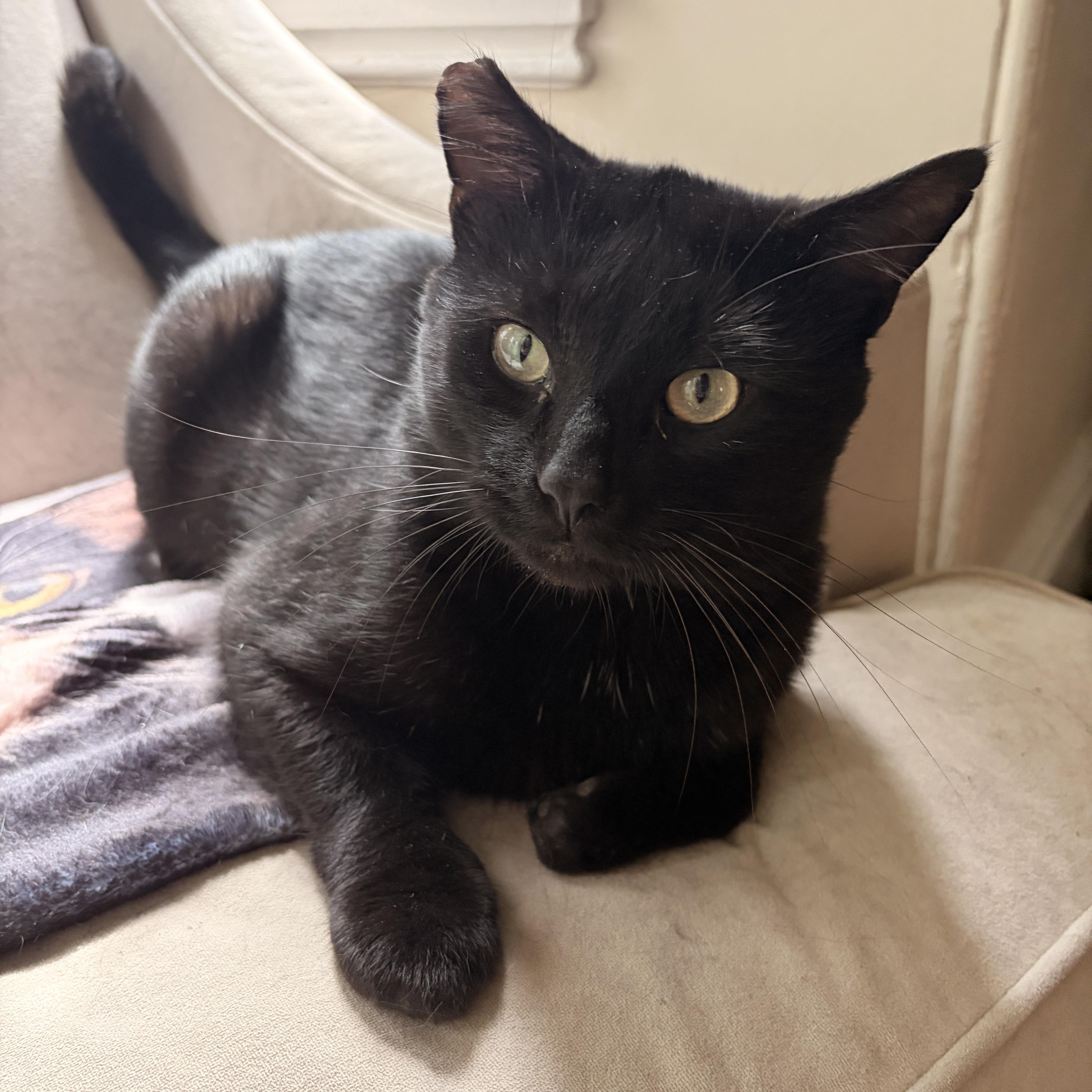Batman, an adoptable Domestic Short Hair in Boston, MA image 6/6
