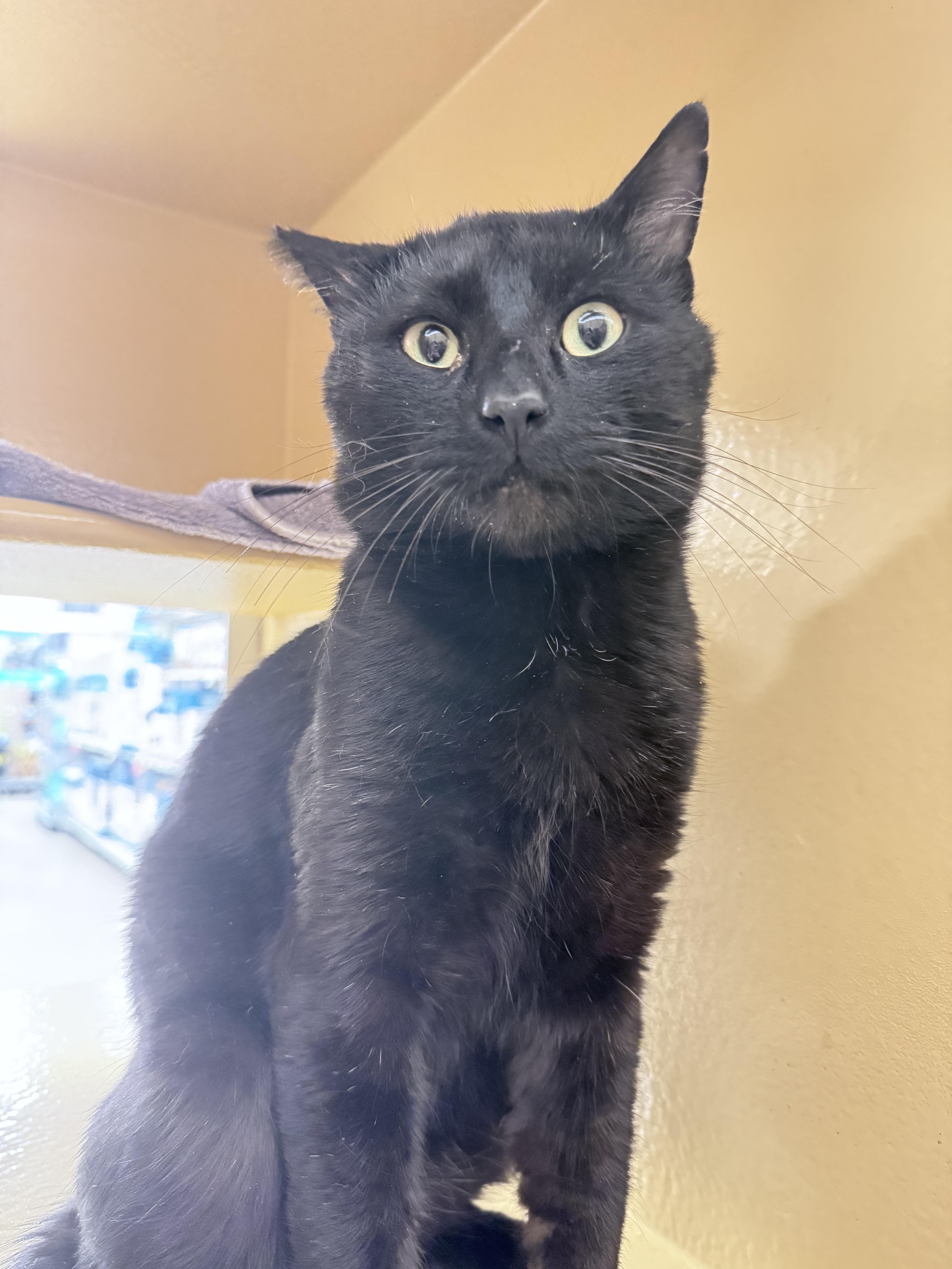 Batman, an adoptable Domestic Short Hair in Boston, MA image 2/6