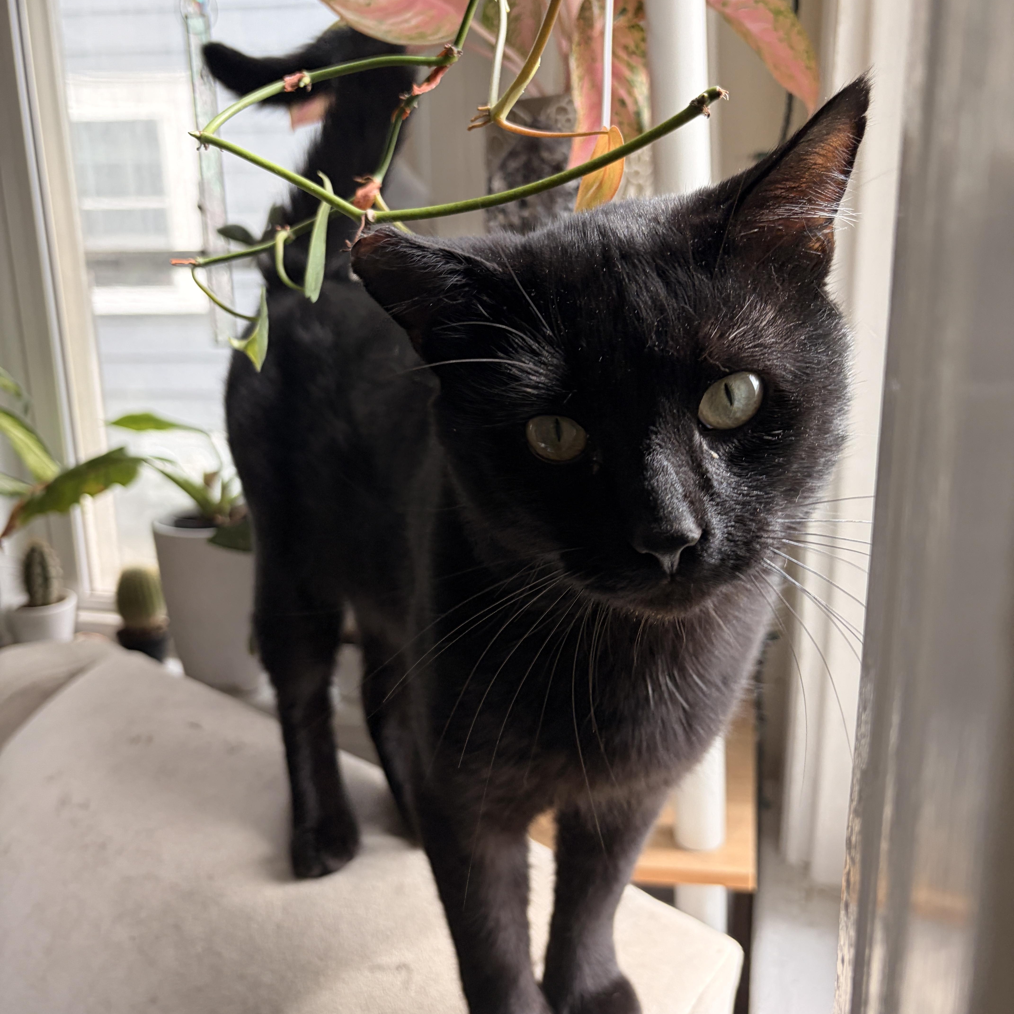 Batman, an adoptable Domestic Short Hair in Boston, MA image 5/6