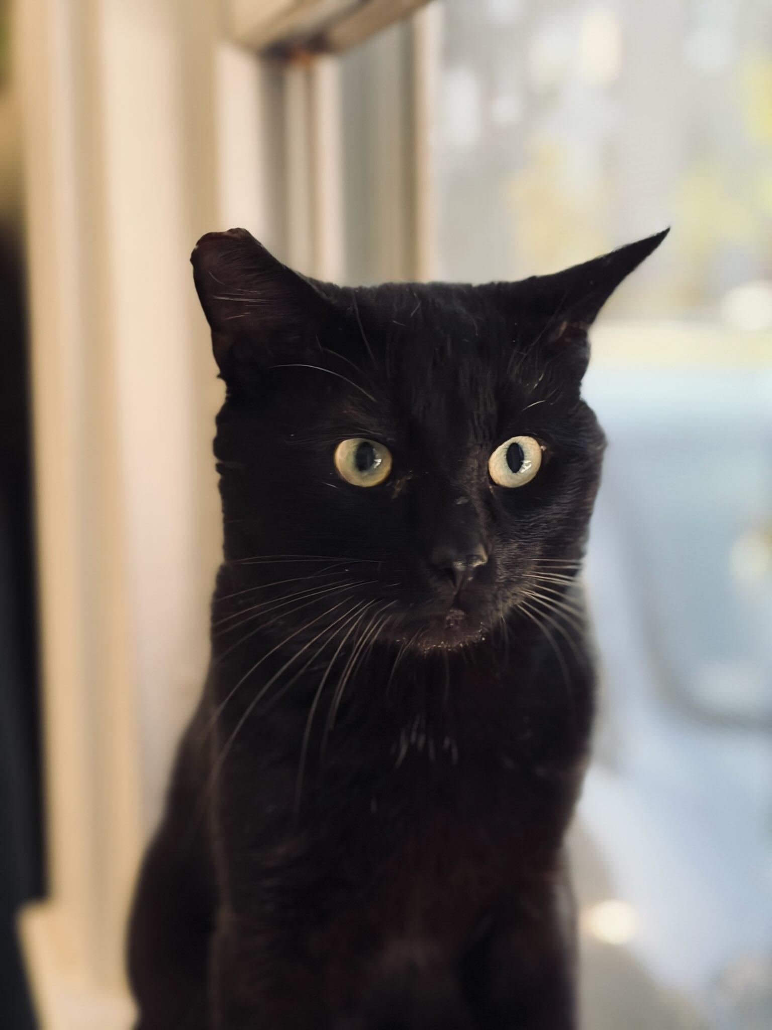 Batman, an adoptable Domestic Short Hair in Boston, MA image 5/6