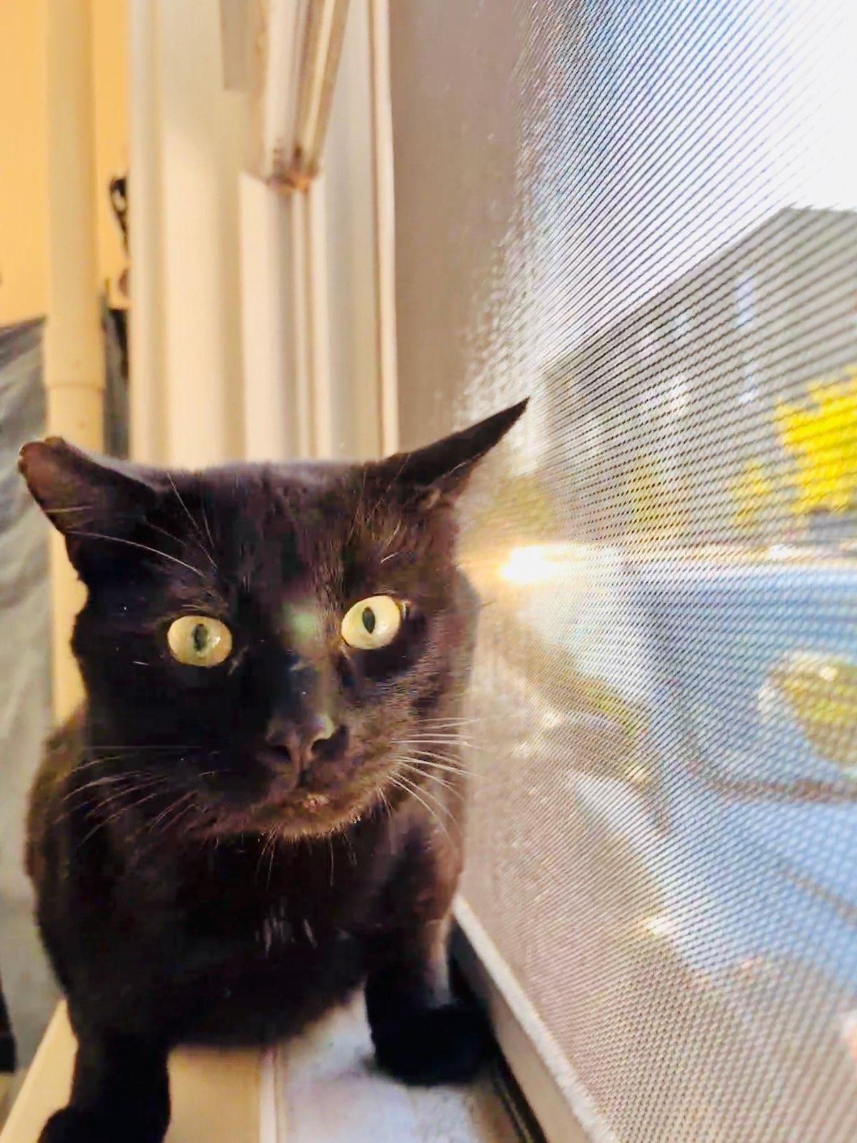 Batman, an adoptable Domestic Short Hair in Boston, MA image 1/6