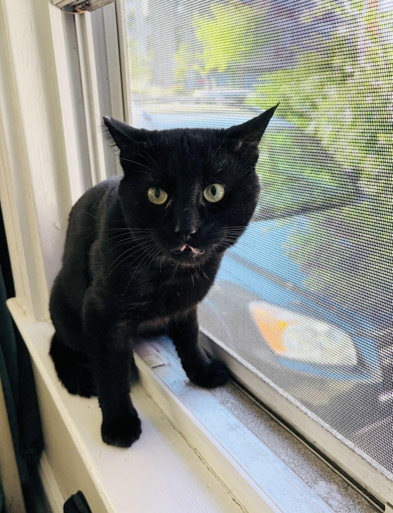 Batman, an adoptable Domestic Short Hair in Boston, MA image 3/6