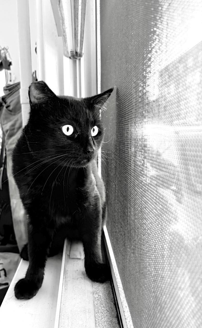 Batman, an adoptable Domestic Short Hair in Boston, MA image 4/6