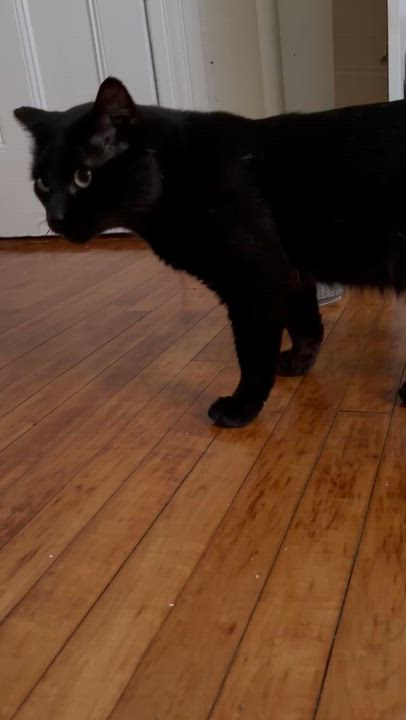 Enlarge Batman, an adoptable Domestic Short Hair in Boston, MA video 6/6