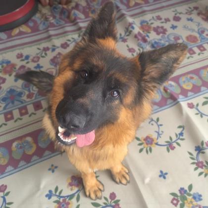Rio, Adoptable, Young Female German Shepherd Dog.