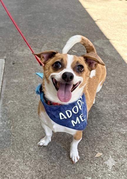 Enlarge Leo, a Adoptable mixed breed in Frisco, TX image 2/5