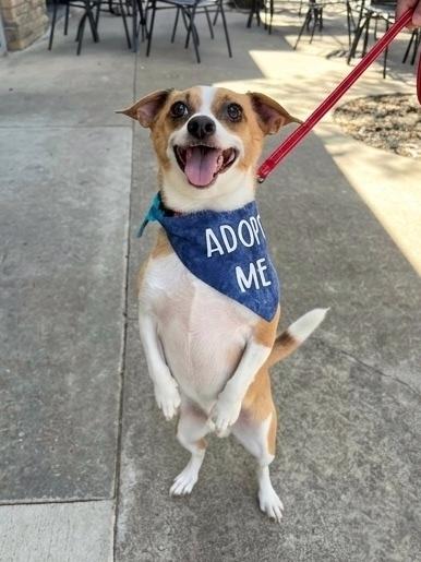 Enlarge Leo, a Adoptable mixed breed in Frisco, TX image 4/5