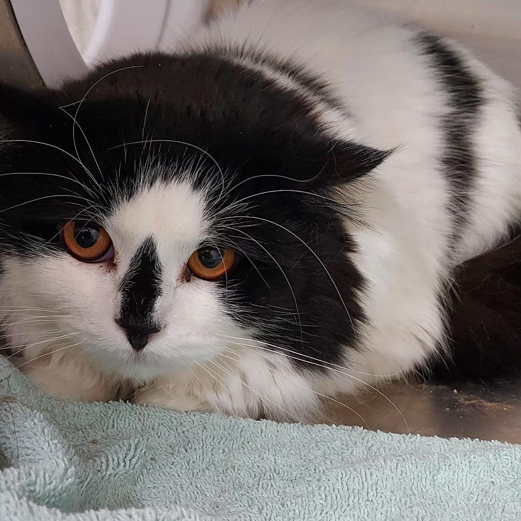 Oreo, Adoptable, Adult Male Domestic Short Hair.