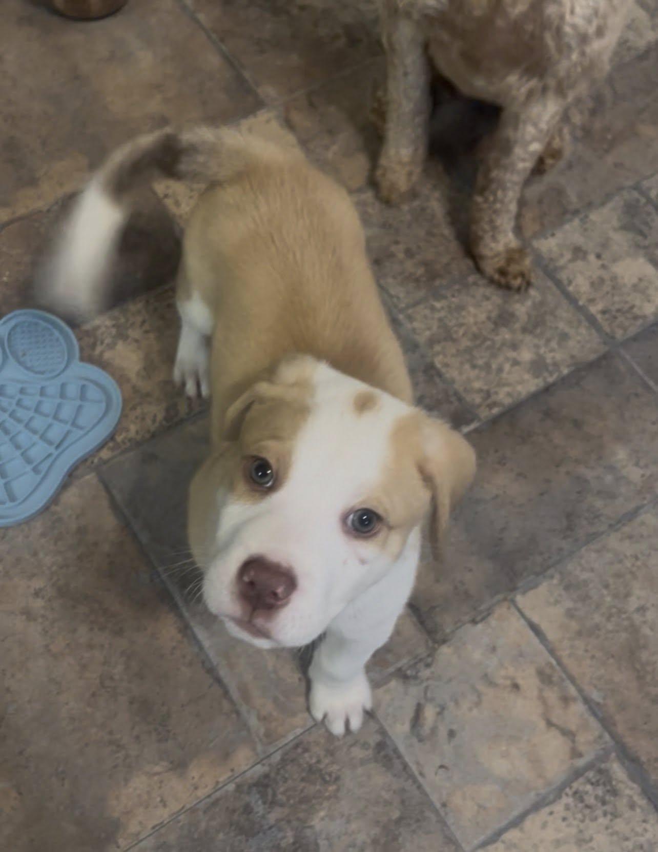 Buddy Boy, an adopted Mixed Breed in Seville, OH image 4/4