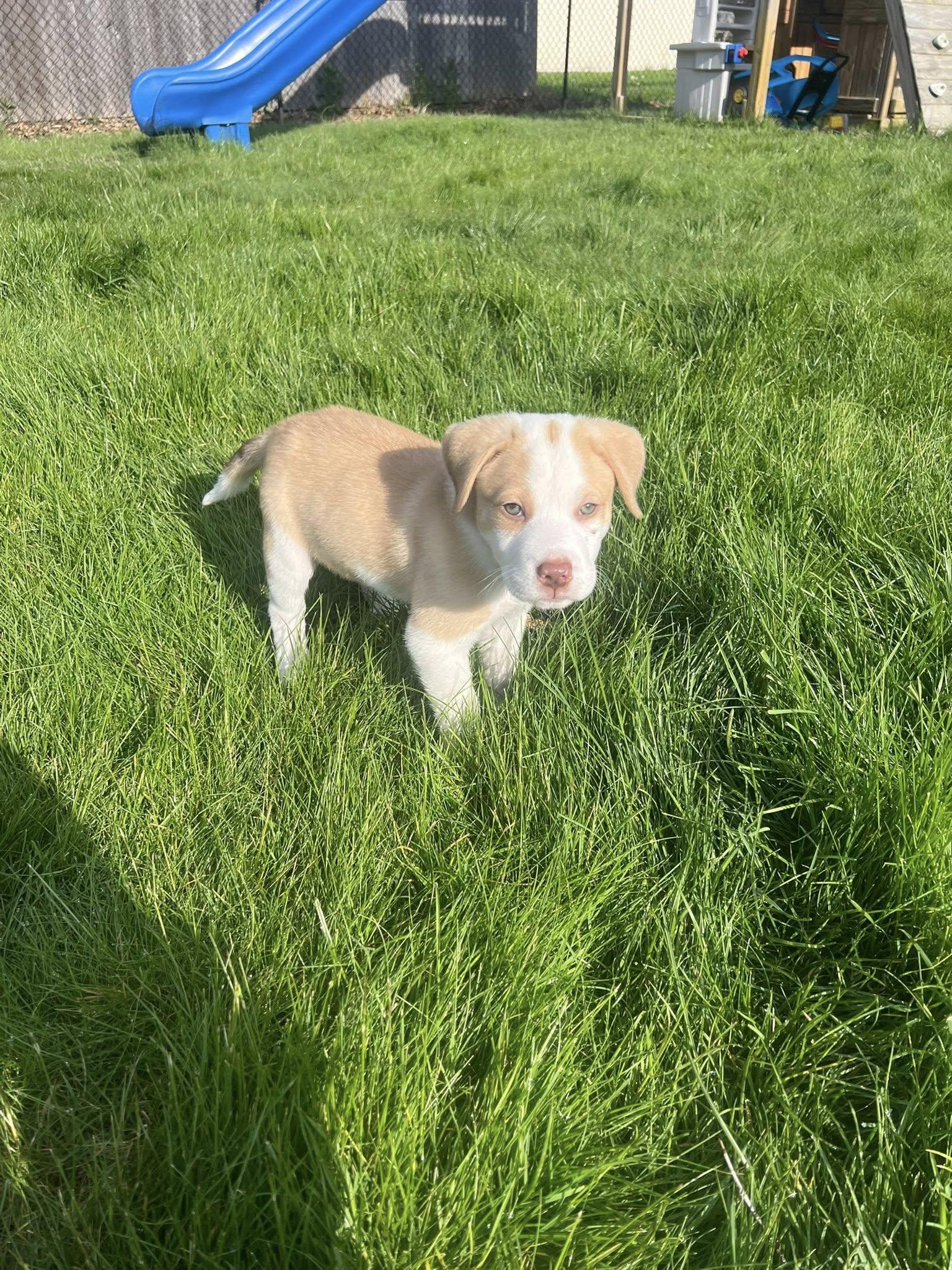 Buddy Boy, adopted, Puppy Male Mixed Breed.