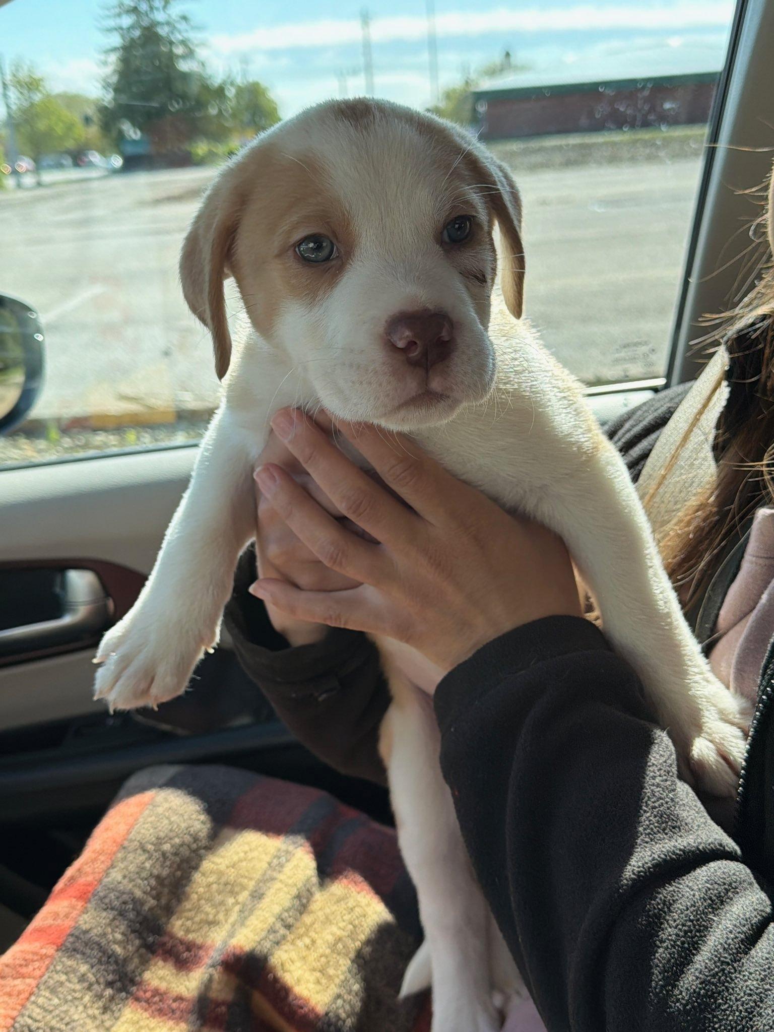 Buddy Boy, an adopted Mixed Breed in Seville, OH image 2/4