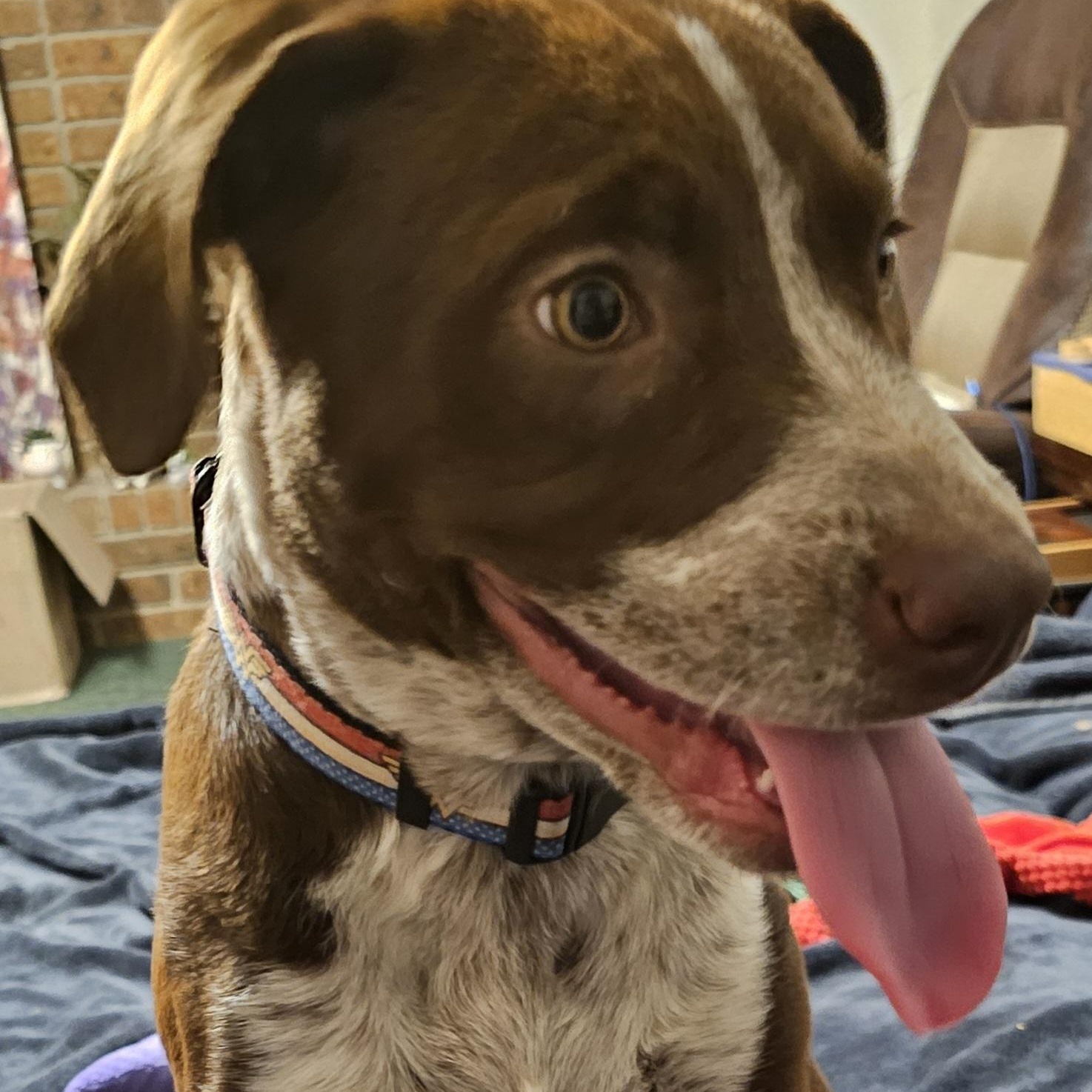 Enlarge Carti B, an adopted mixed breed in Springfield, MO image 4/5