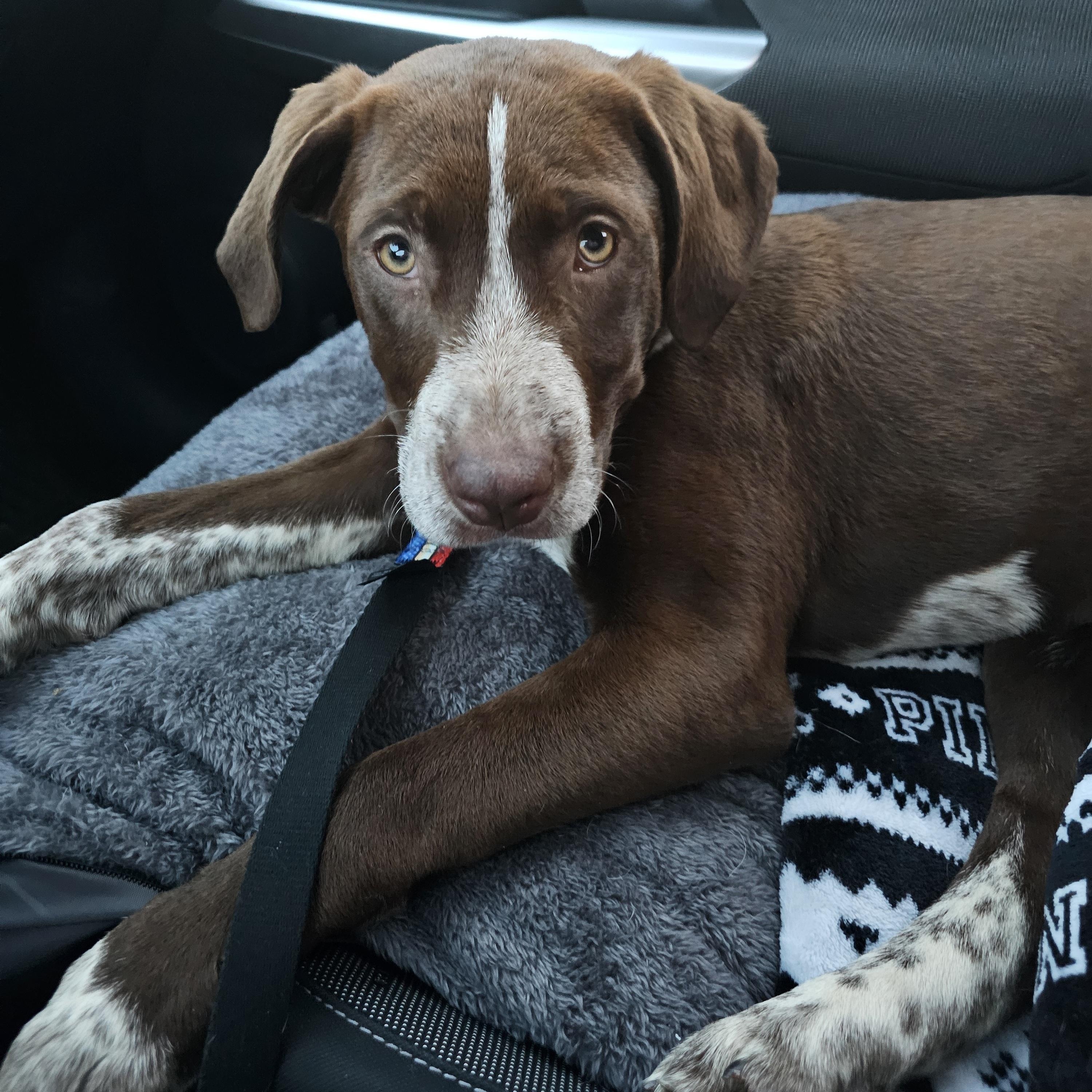 Enlarge Carti B, an adopted mixed breed in Springfield, MO image 2/5