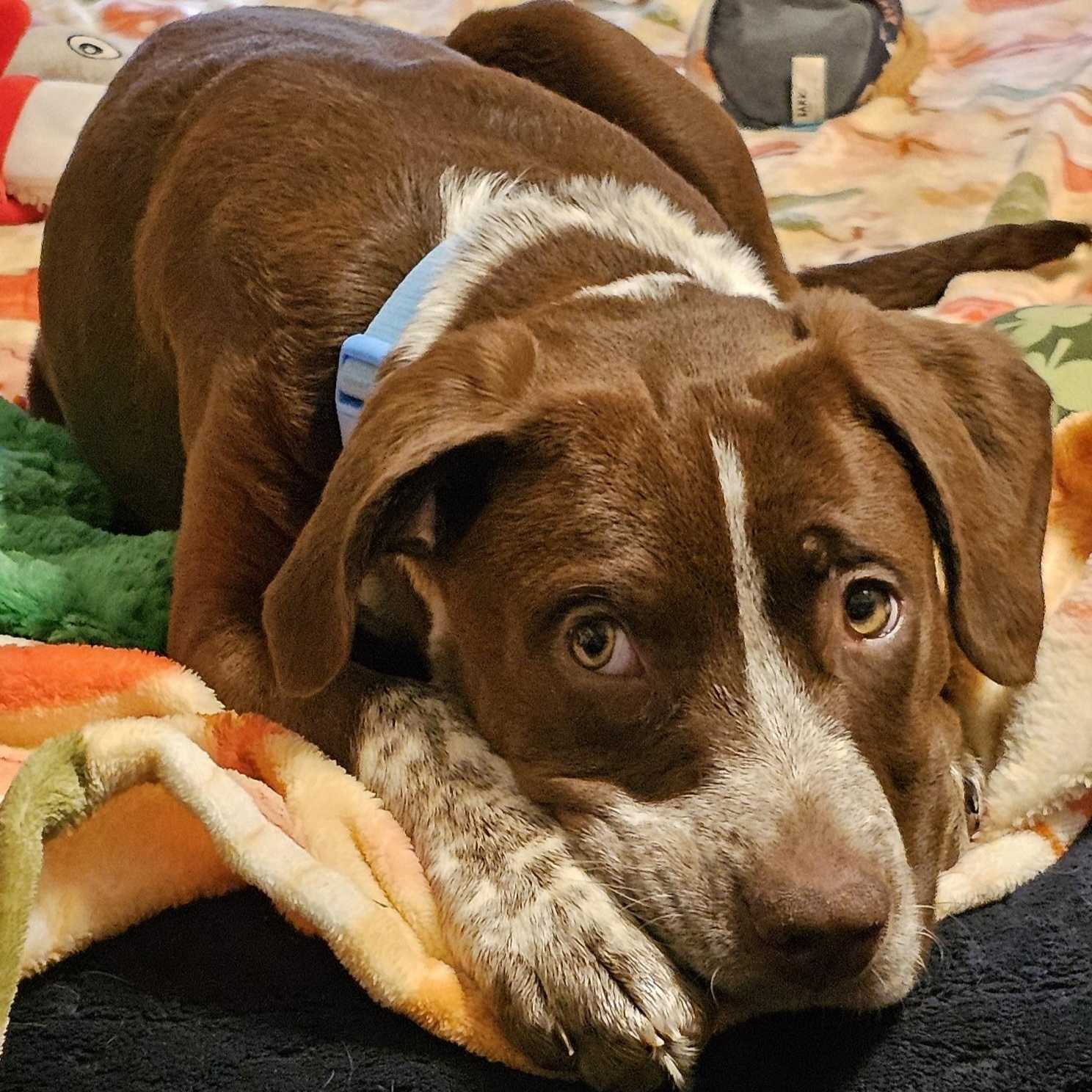Enlarge Carti B, an adopted mixed breed in Springfield, MO image 5/5