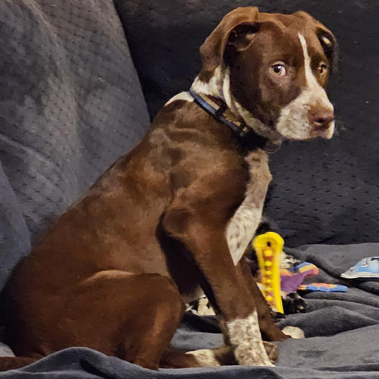 Enlarge Carti B, an adopted mixed breed in Springfield, MO image 3/5