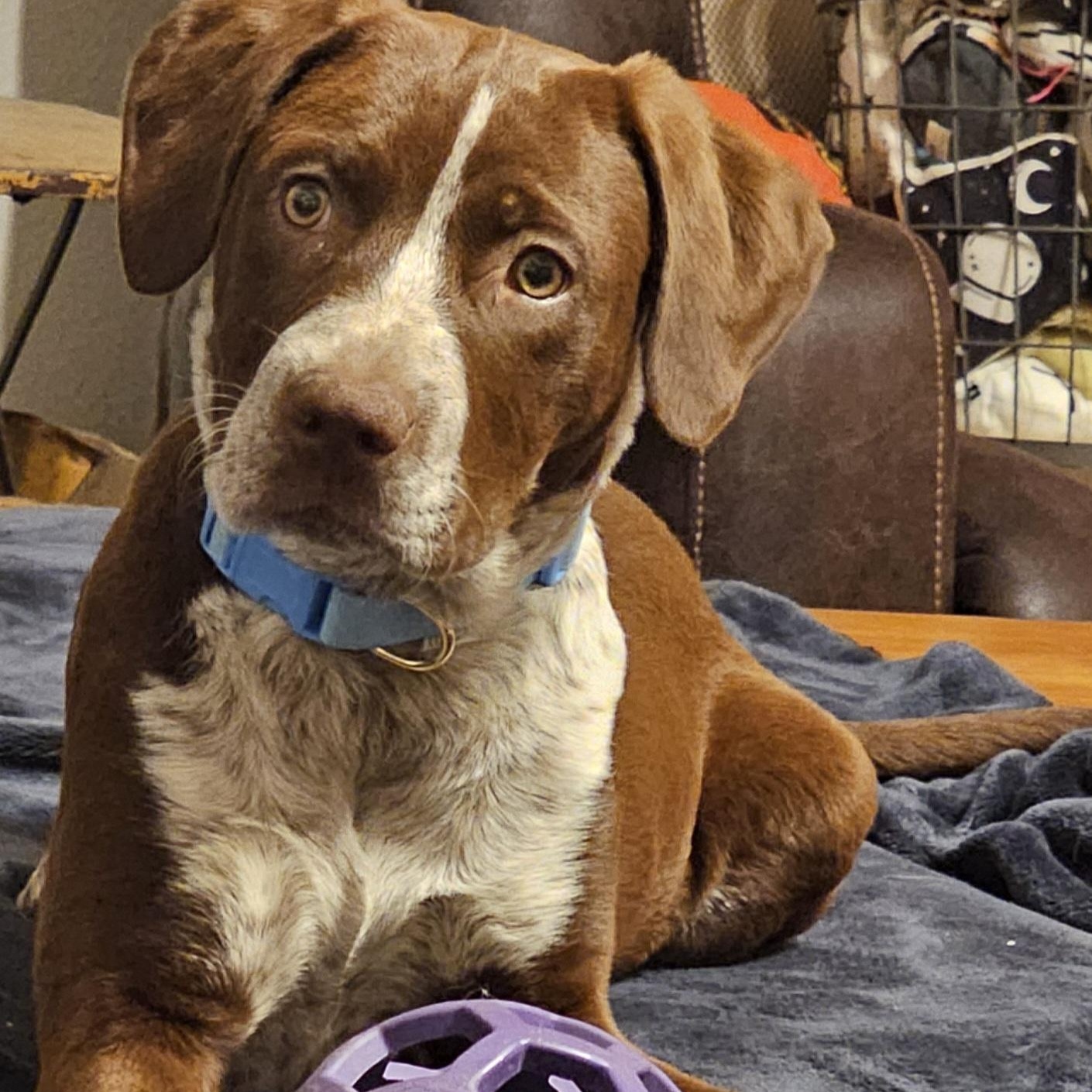 Enlarge Carti B, an adopted mixed breed in Springfield, MO image 1/5