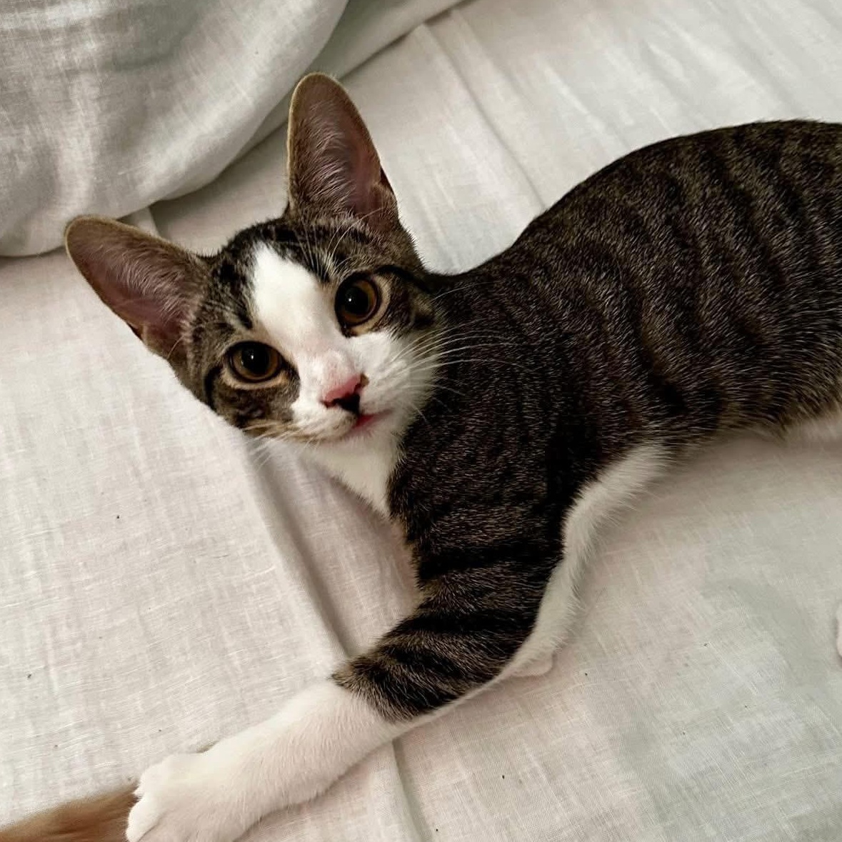 Shrimp, adoptable, Kitten Male Domestic Short Hair.