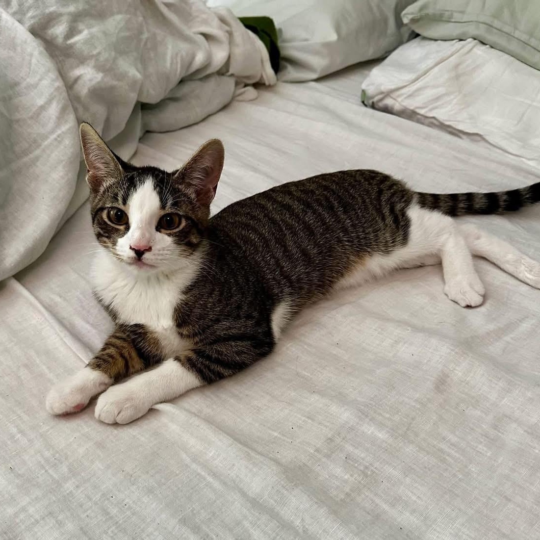 Enlarge Shrimp, an adoptable Domestic Short Hair in Greensboro, NC image 2/3