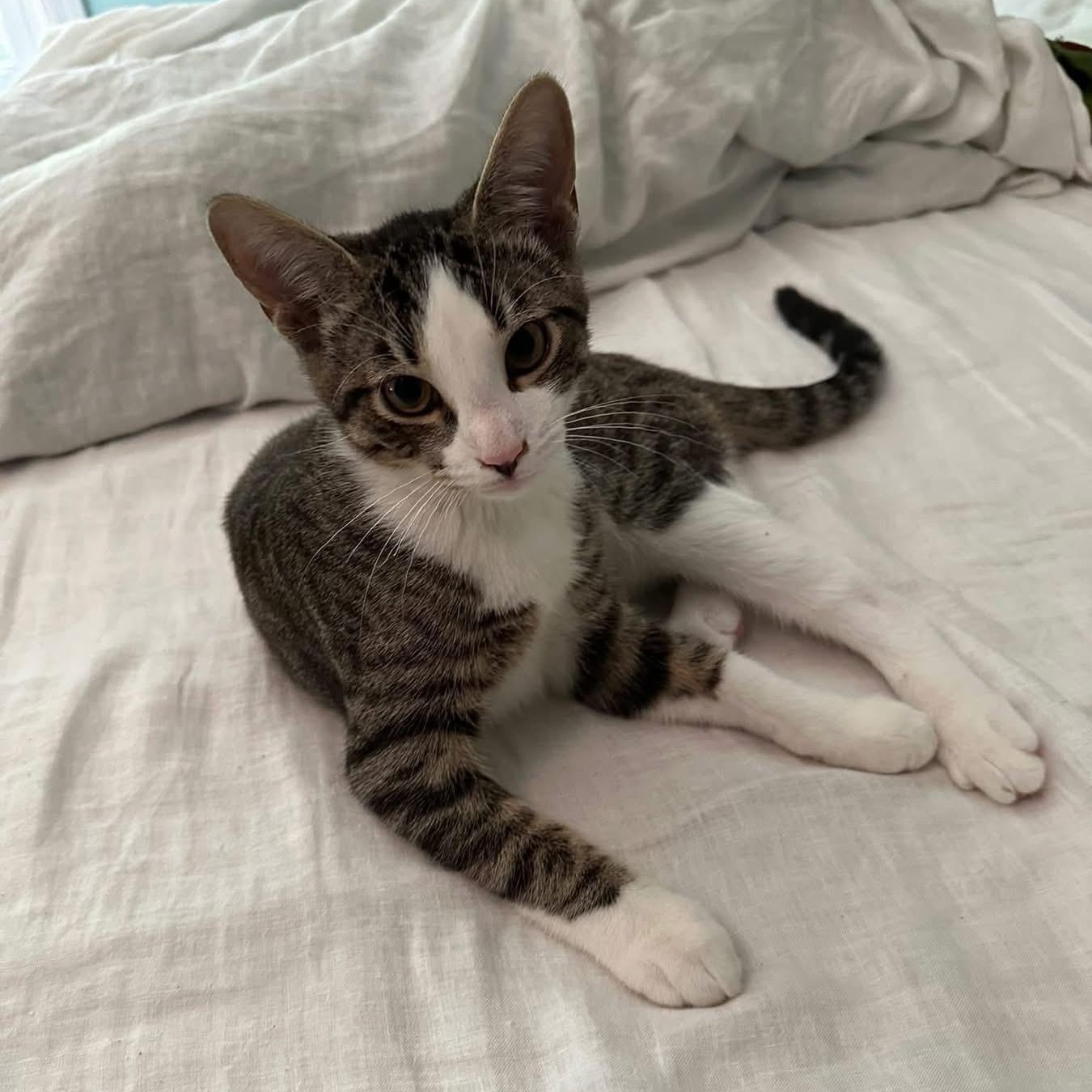 Enlarge Shrimp, an adoptable Domestic Short Hair in Greensboro, NC image 3/3