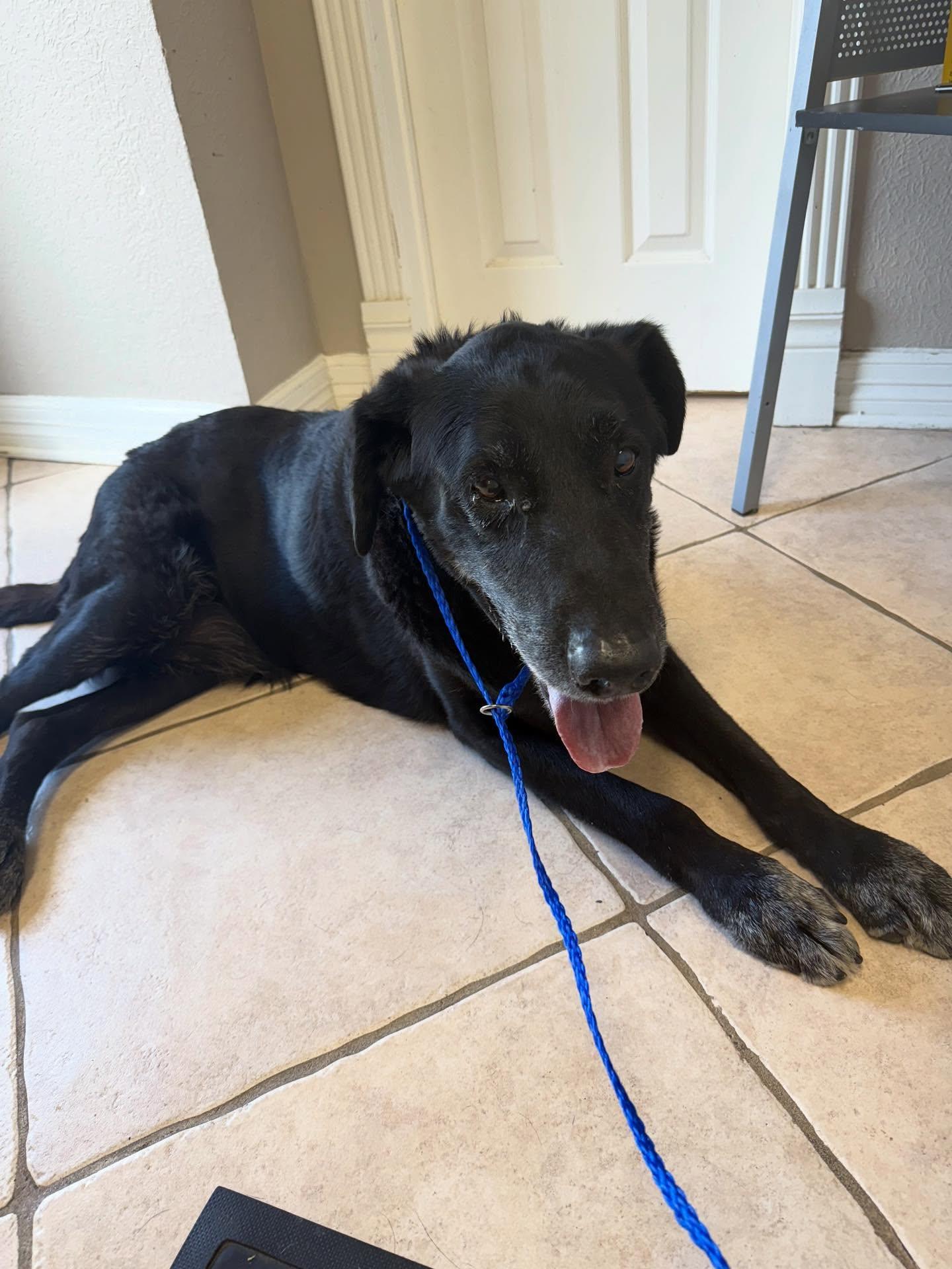 Enlarge Josh, a Adopted Labrador Retriever in Houston, TX image 1/3