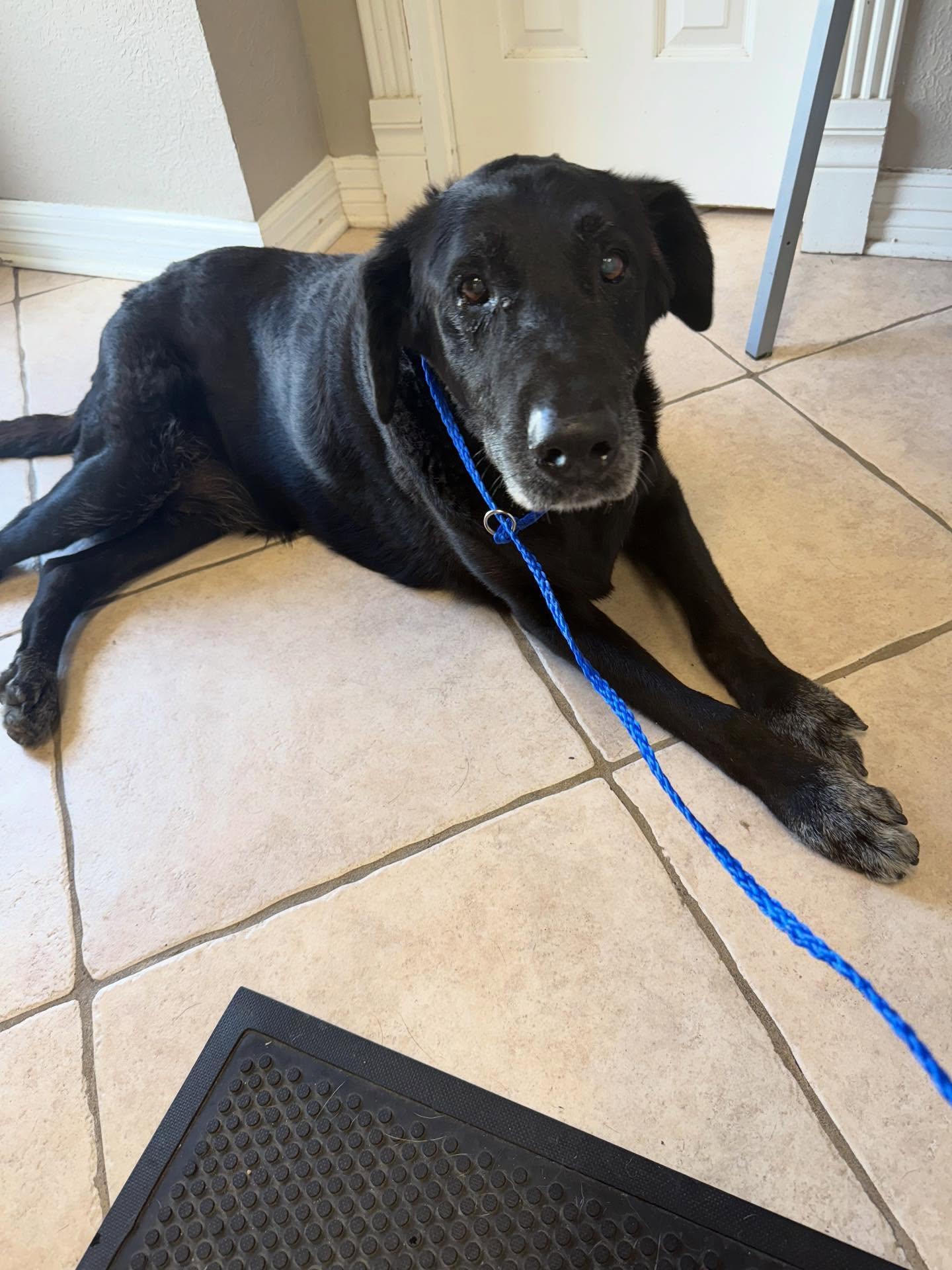 Enlarge Josh, a Adopted Labrador Retriever in Houston, TX image 2/3