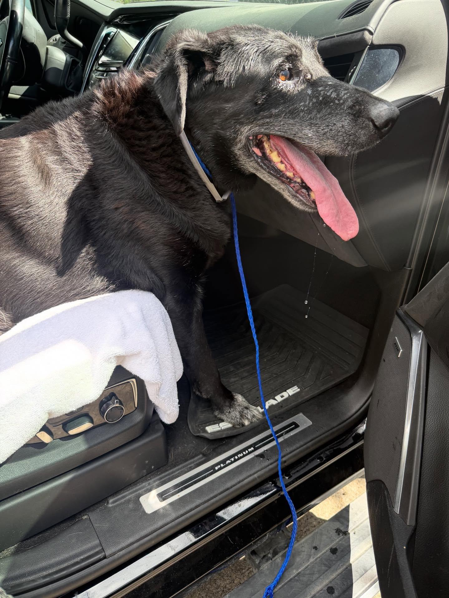 Enlarge Josh, a Adopted Labrador Retriever in Houston, TX image 3/3