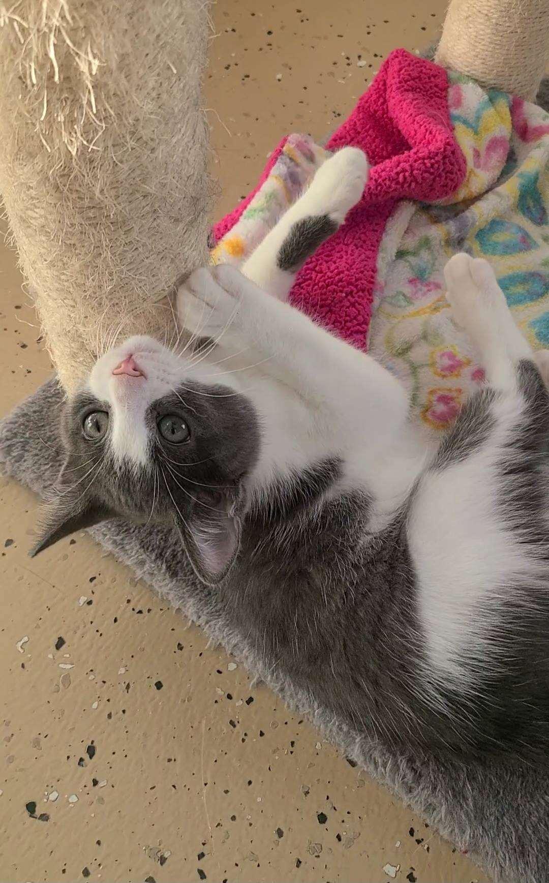Dot, a ADOPTABLE Domestic Short Hair in Elizabeth, IL image 2/2