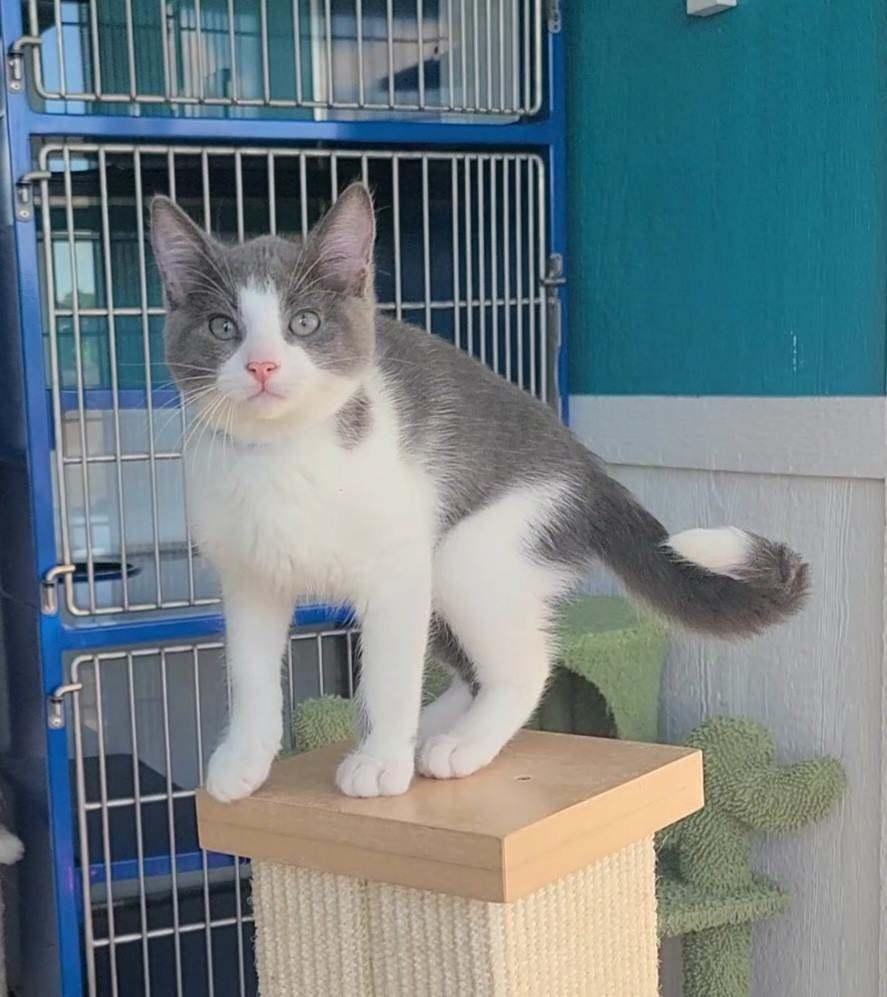 Dot, a ADOPTABLE Domestic Short Hair in Elizabeth, IL image 1/2
