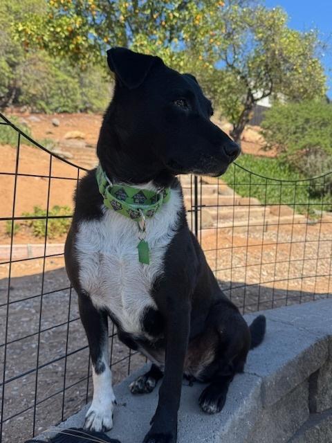 Enlarge Nikki 2, a Adoptable mixed breed in San Diego, CA image 1/5