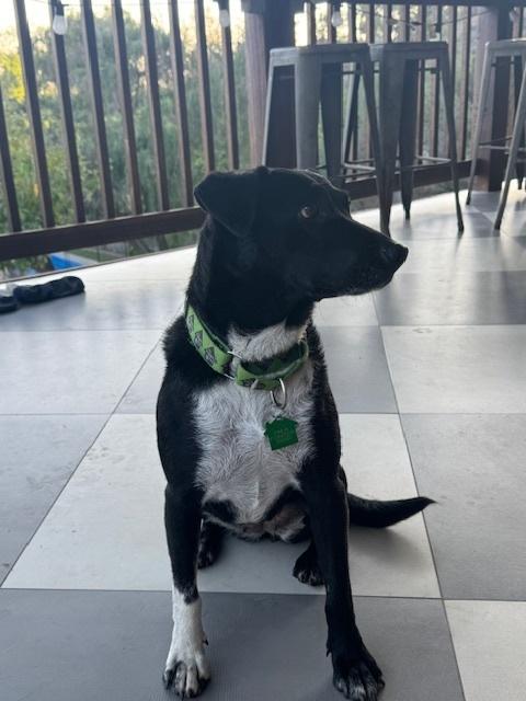 Enlarge Nikki 2, a Adoptable mixed breed in San Diego, CA image 3/5