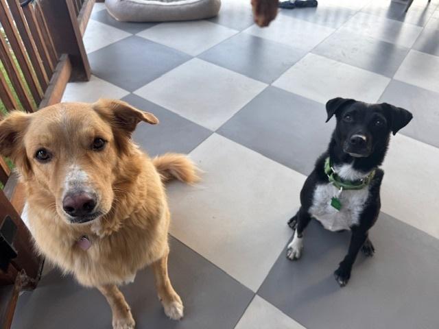 Enlarge Nikki 2, a Adoptable mixed breed in San Diego, CA image 5/5