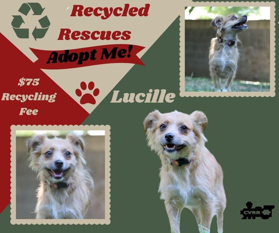 Enlarge Lucille (Recycle), a Adoptable Terrier in LINDSAY, CA image 1/1