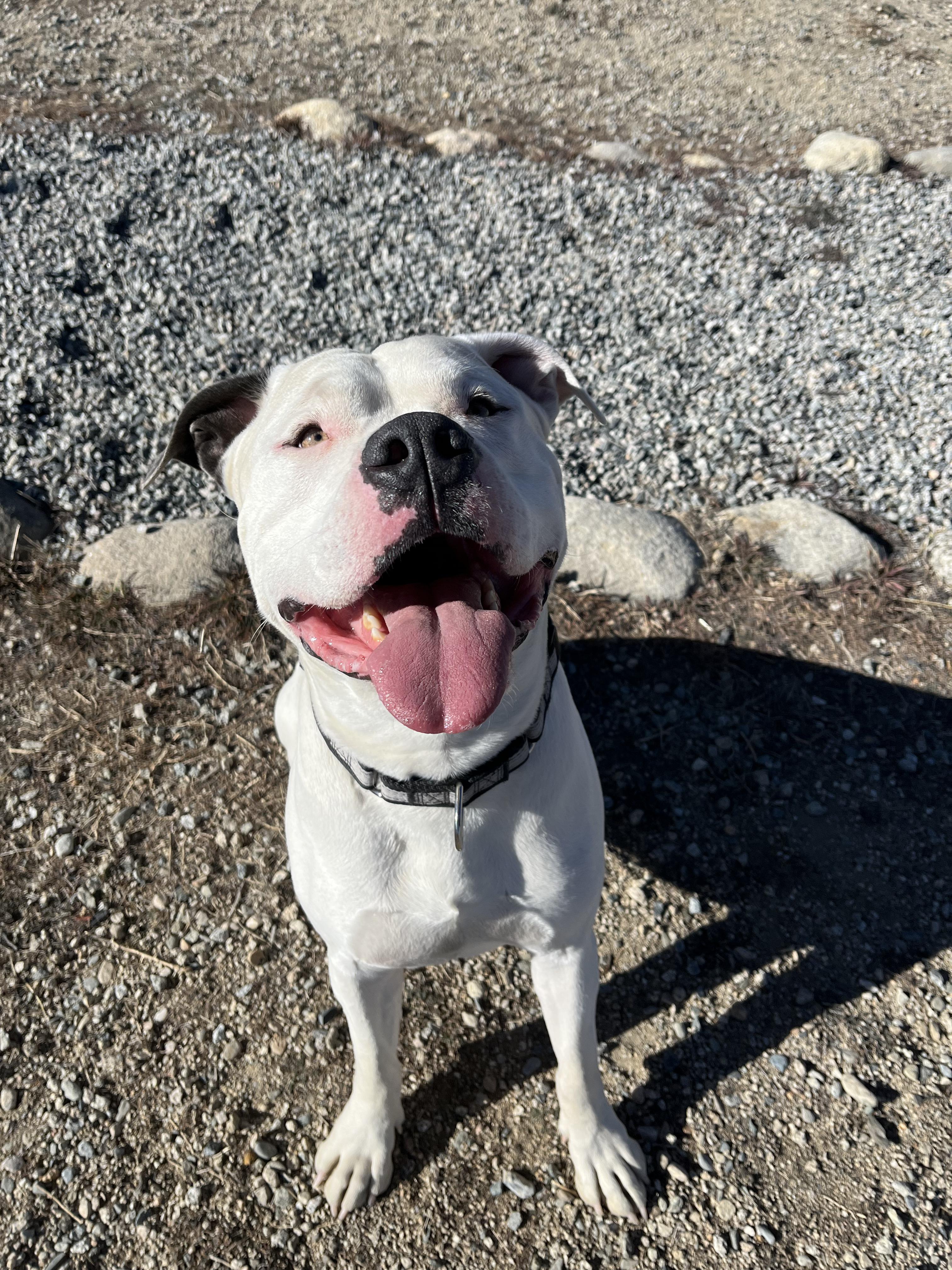 Zeus, ADOPTABLE, Adult Male American Bulldog.