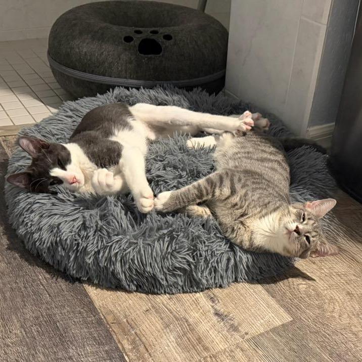 Enlarge Jerry, a Adoptable Domestic Short Hair in Englewood, FL image 1/4