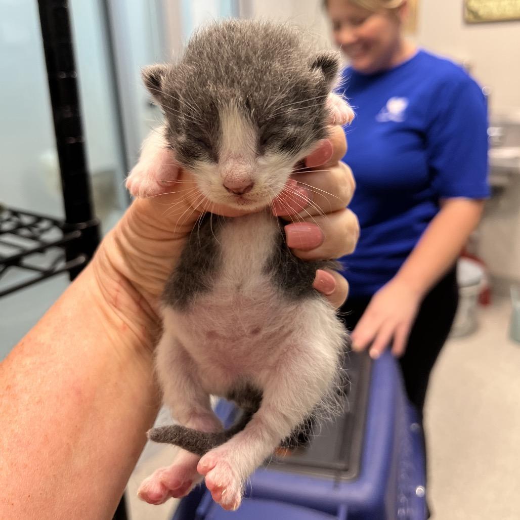 Enlarge Jerry, a Adoptable Domestic Short Hair in Englewood, FL image 2/4