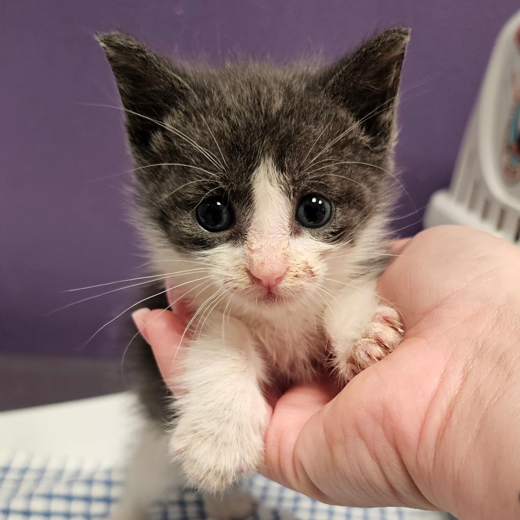Enlarge Jerry, a Adoptable Domestic Short Hair in Englewood, FL image 3/4