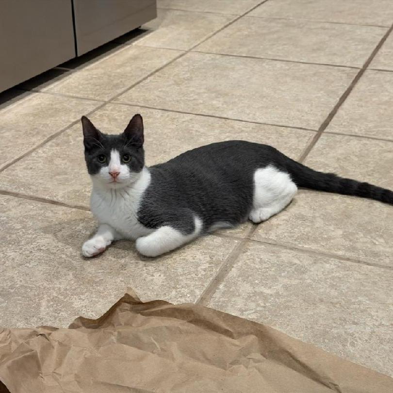 Enlarge Jerry, a Adoptable Domestic Short Hair in Englewood, FL image 4/4