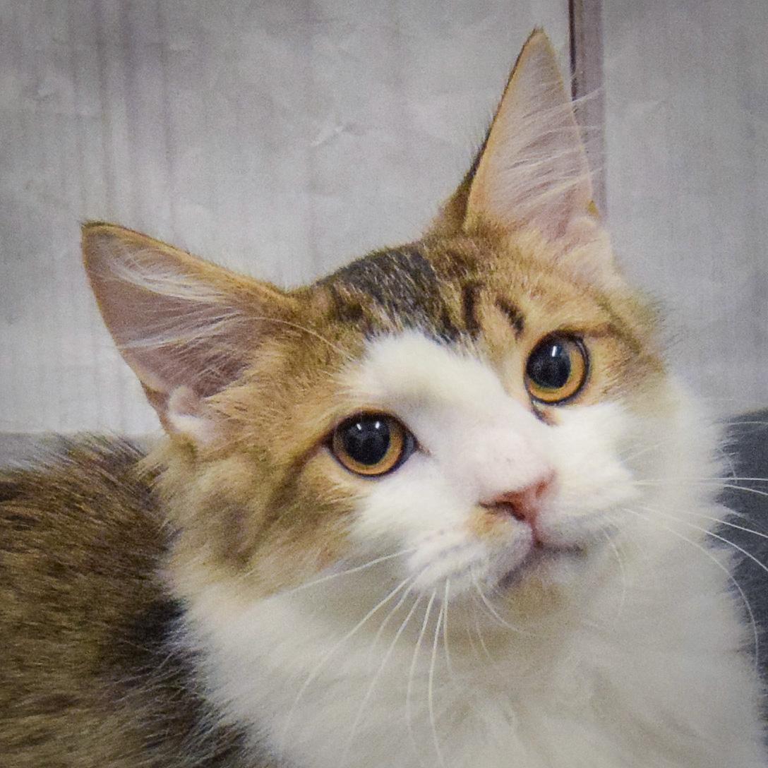 Enlarge Tae, an adopted mixed breed in Huntley, IL image 1/5