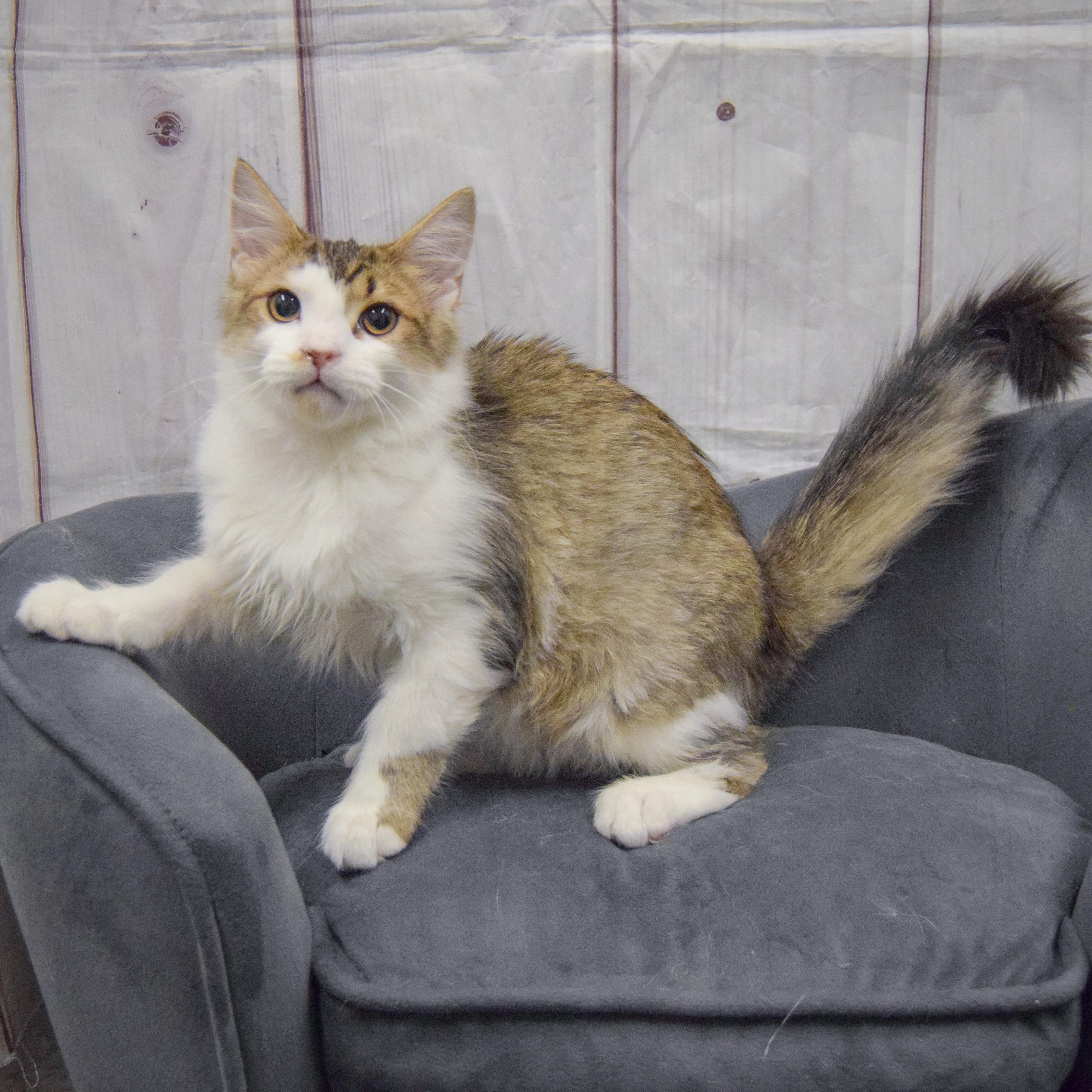 Enlarge Tae, an adopted mixed breed in Huntley, IL image 2/5