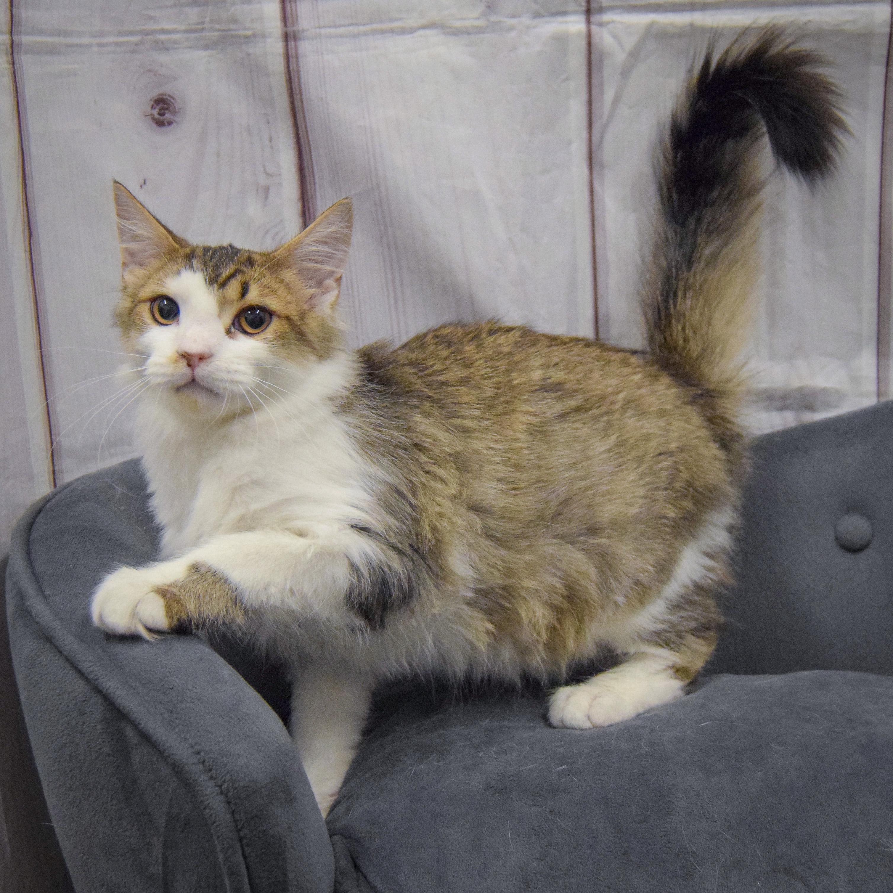 Enlarge Tae, an adopted mixed breed in Huntley, IL image 3/5