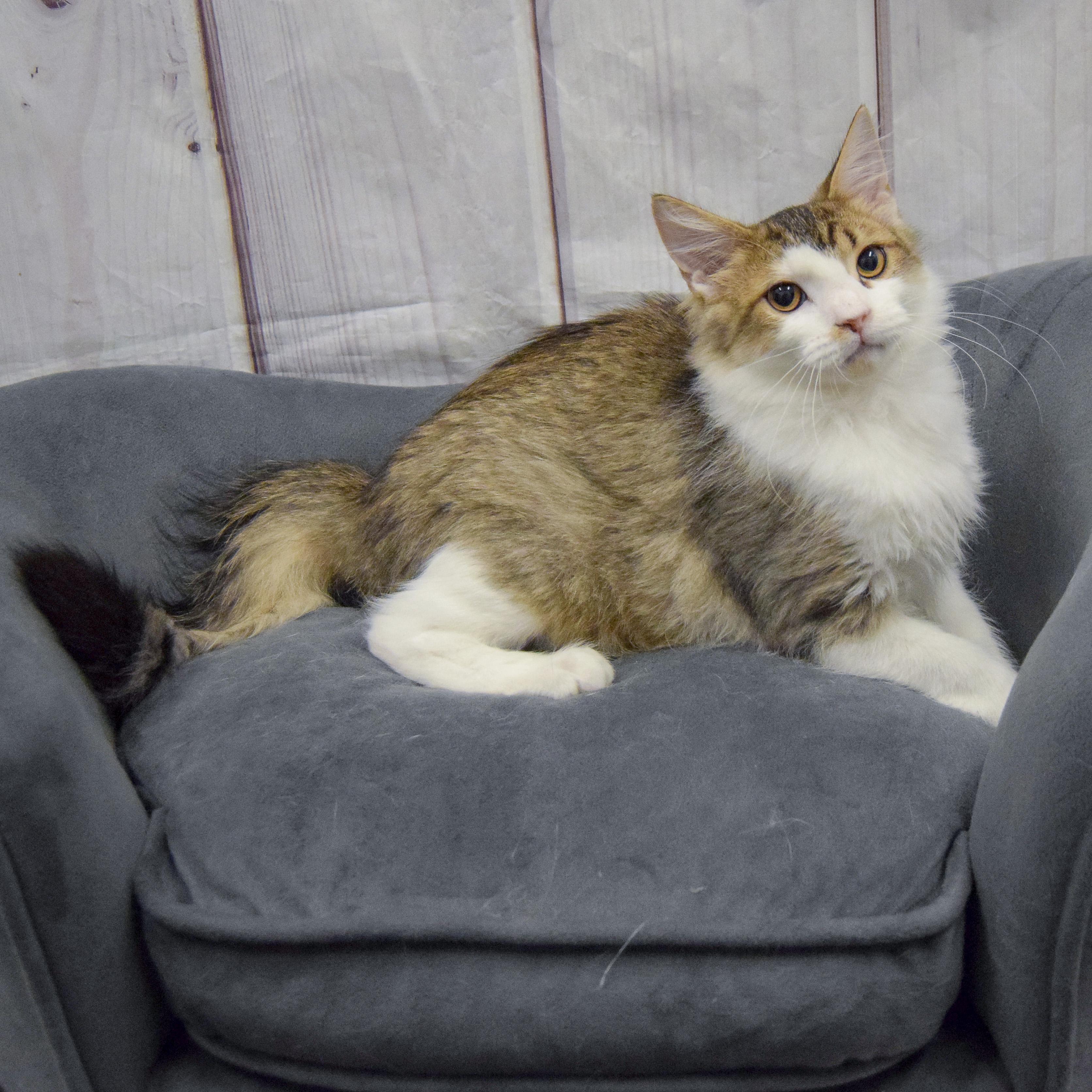 Enlarge Tae, an adopted mixed breed in Huntley, IL image 4/5