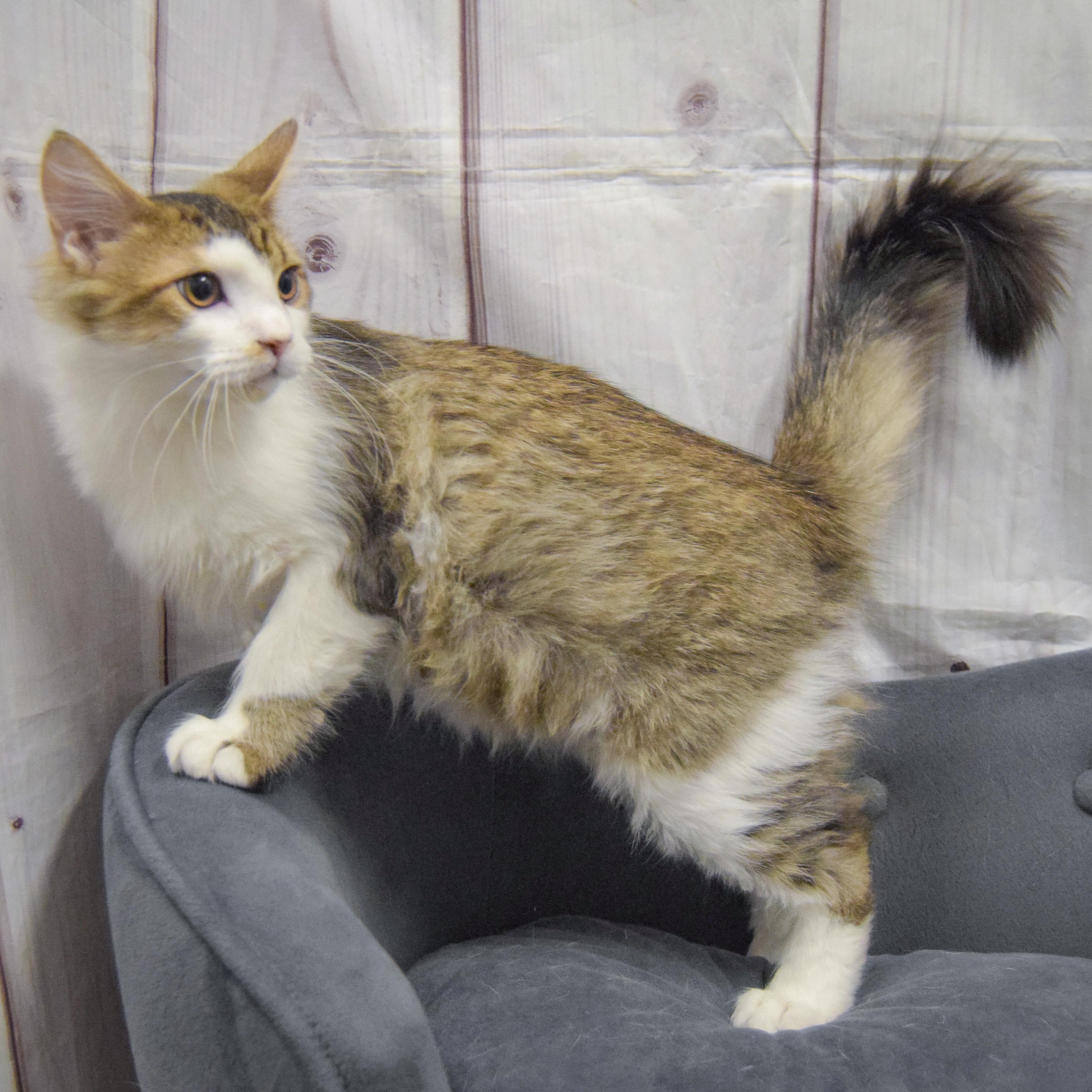 Enlarge Tae, an adopted mixed breed in Huntley, IL image 5/5