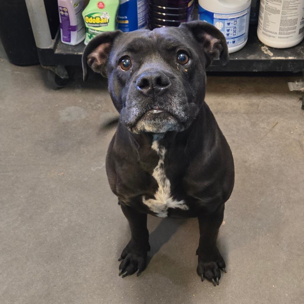 Deuce, adoptable, Adult Male American Bully & Pit Bull Terrier.