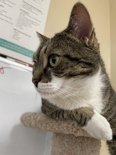 Buffalo Bill, a Adoptable mixed breed in Columbus, OH image 1/6