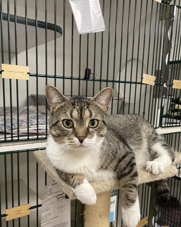 Buffalo Bill, a Adoptable mixed breed in Columbus, OH image 2/6