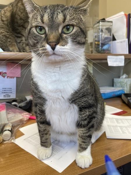 Buffalo Bill, a Adoptable mixed breed in Columbus, OH image 3/6