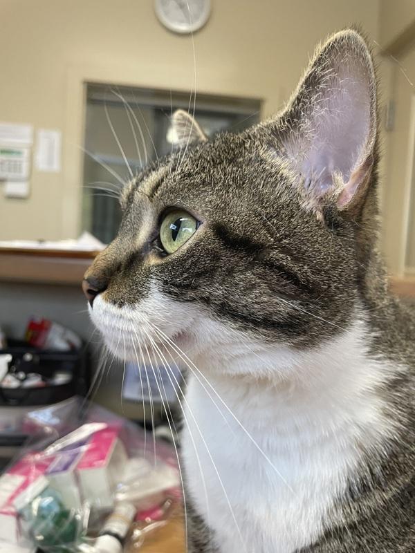 Buffalo Bill, a Adoptable mixed breed in Columbus, OH image 4/6