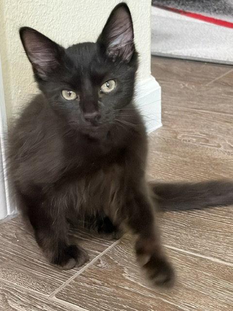 Kek, Adopted, Kitten Male Domestic Long Hair.