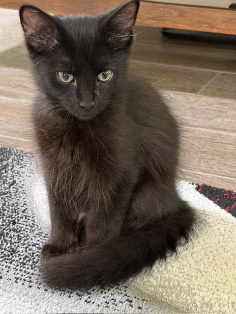 Kek, a Adopted Domestic Long Hair in Plano, TX image 2/2
