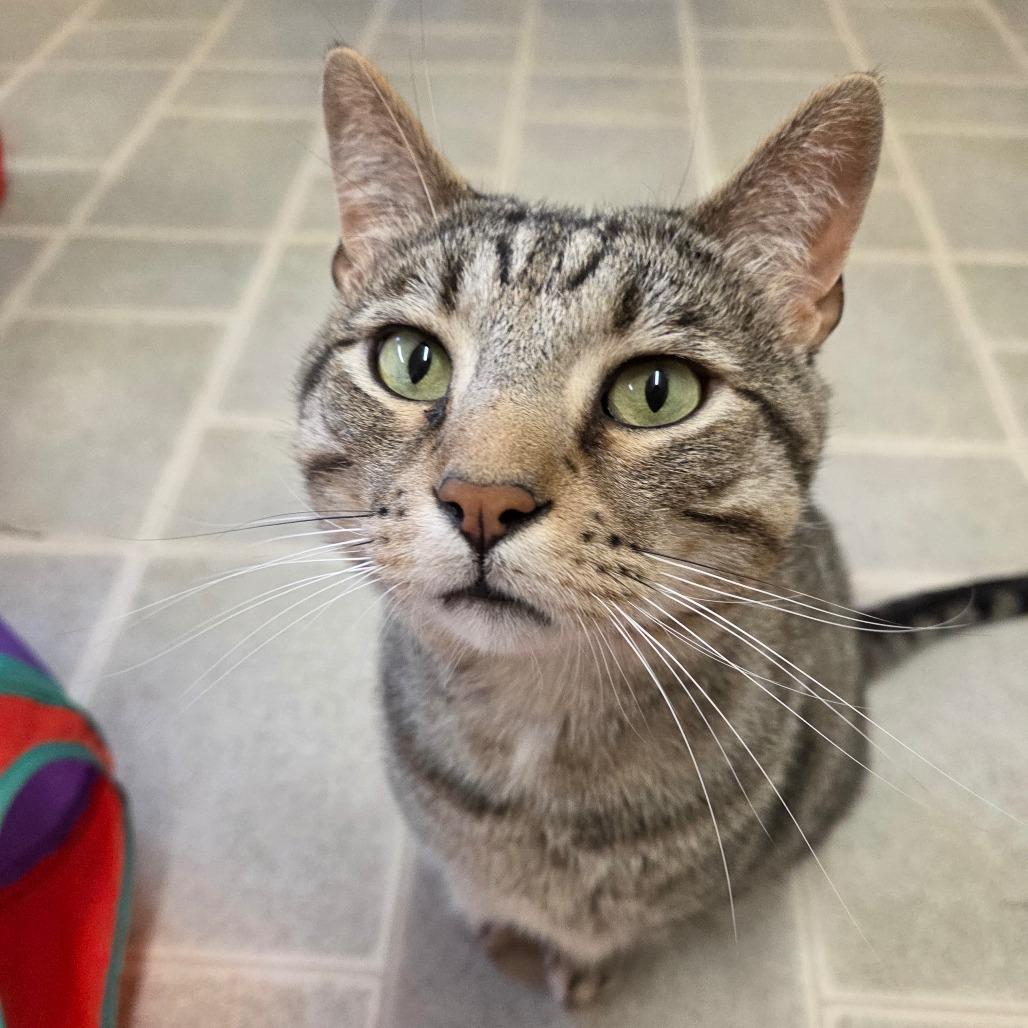 Enlarge Forrest Grump, a Adoptable Domestic Short Hair in Pontiac, IL image 1/5